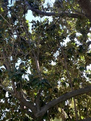 Magnolia grandiflora