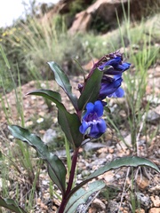 Penstemon glaber