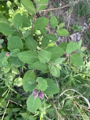 Symphoricarpos occidentalis