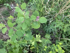 Symphoricarpos occidentalis