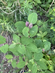 Symphoricarpos occidentalis