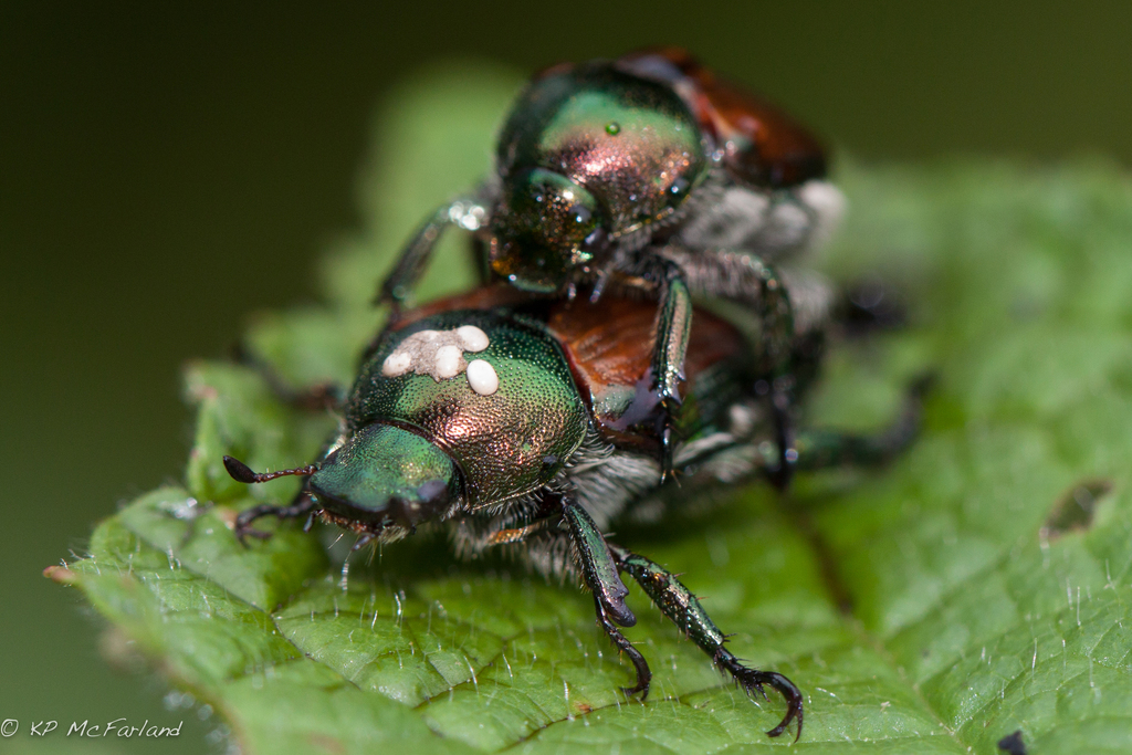 Winsome Fly