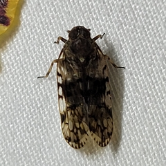 Melanoliarus placitus