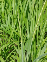 Rottboellia cochinchinensis