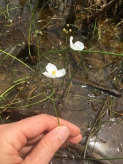 Sagittaria isoetiformis
