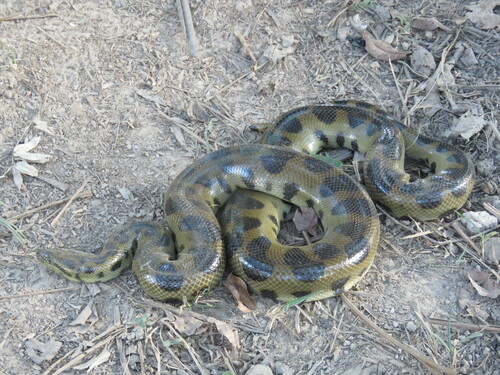 Beni Anaconda