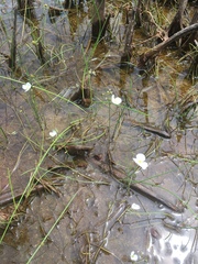 Sagittaria isoetiformis