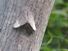 Hamadryas glauconome