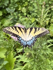 Papilio glaucus