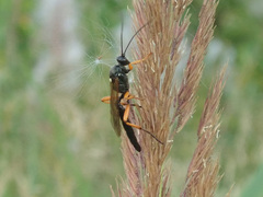 Limerodops elongatus