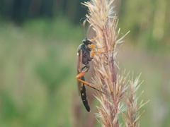 Limerodops elongatus