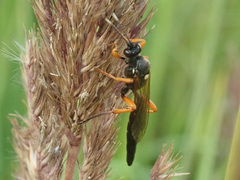 Limerodops elongatus