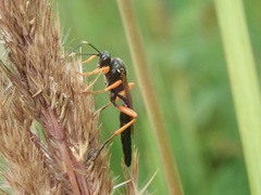 Limerodops elongatus