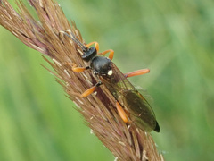 Limerodops elongatus