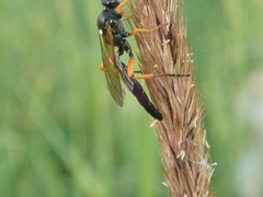 Limerodops elongatus