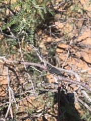 Hippomelas sphenicus