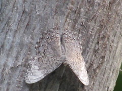 Hamadryas glauconome