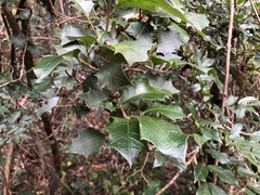 Alchornea ilicifolia