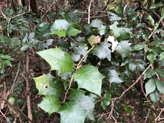 Alchornea ilicifolia