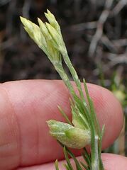 Ericameria nauseosa bernardina