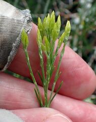 Ericameria nauseosa bernardina