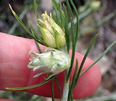 Ericameria nauseosa bernardina