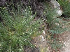 Ericameria nauseosa bernardina