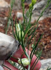 Ericameria nauseosa bernardina