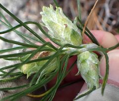 Ericameria nauseosa bernardina