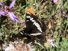 Limenitidini