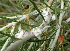 Ericameria nauseosa bernardina