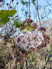 Kaunia lasiophthalma