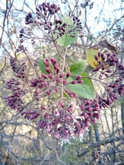 Kaunia lasiophthalma