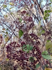Kaunia lasiophthalma