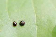 Brachiacantha quadripunctata