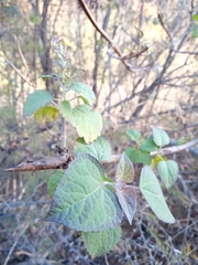 Kaunia lasiophthalma