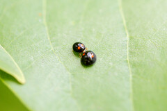 Brachiacantha quadripunctata