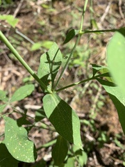Thermopsis gracilis