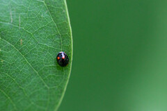 Brachiacantha quadripunctata