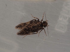 Echmepteryx hamiltoni
