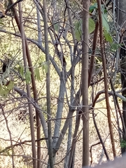 Kaunia lasiophthalma
