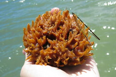 Hymeniacidon heliophila