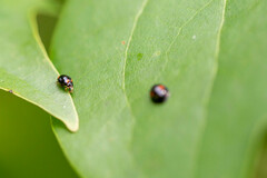 Brachiacantha quadripunctata