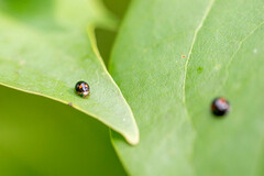 Brachiacantha quadripunctata