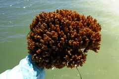 Hymeniacidon heliophila