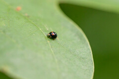 Brachiacantha quadripunctata