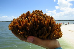 Hymeniacidon heliophila