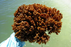 Hymeniacidon heliophila