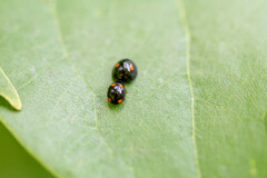 Brachiacantha quadripunctata