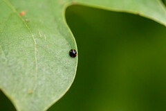 Brachiacantha quadripunctata
